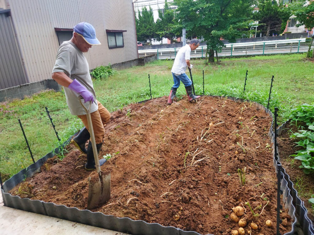 北日野地区自治振興会 ジャガイモ掘り