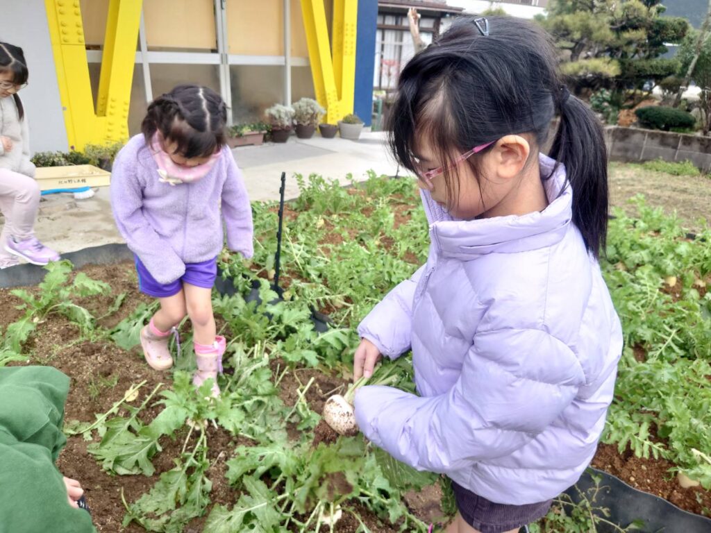 日野地区自治振興会 大根掘り