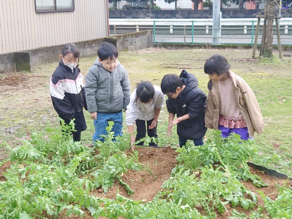 日野地区自治振興会 大根掘り