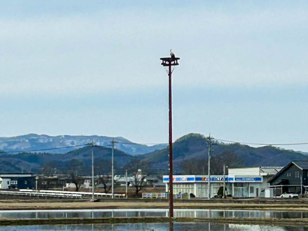 日野地区自治振興会 コウノトリ飛来