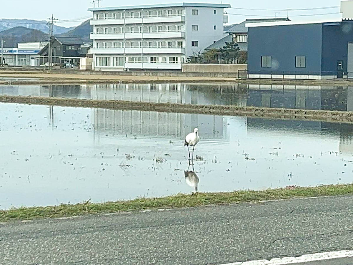 日野地区自治振興会 コウノトリ飛来