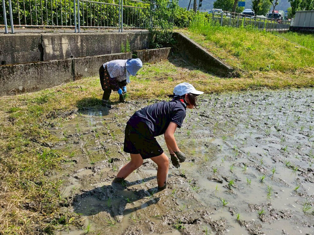 北日野地区自治振興会 北日野小学校 田植え