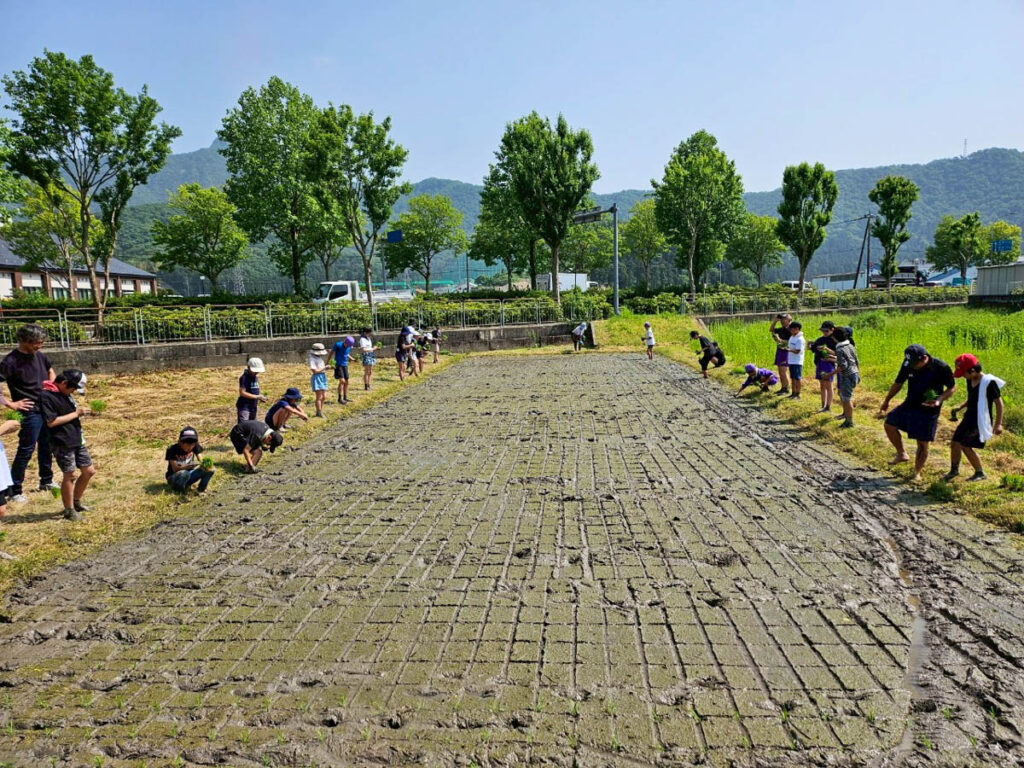 北日野地区自治振興会 北日野小学校 田植え