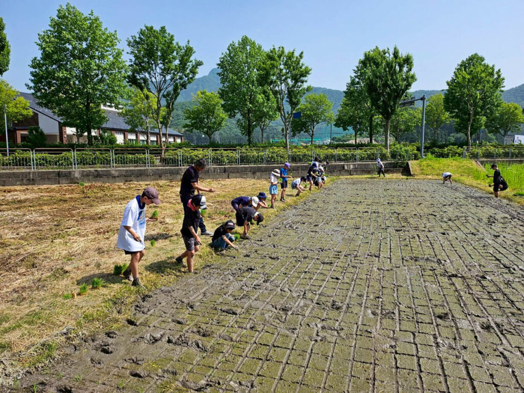 北日野地区自治振興会 北日野小学校 田植え