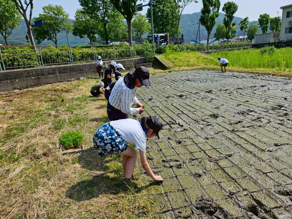 北日野地区自治振興会 北日野小学校 田植え