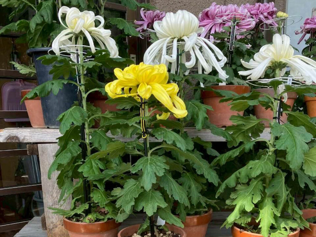 北日野地区自治振興会 帆山町創作館まつり