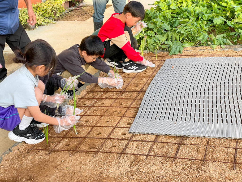 北日野地区自治振興会 玉ねぎの苗植え