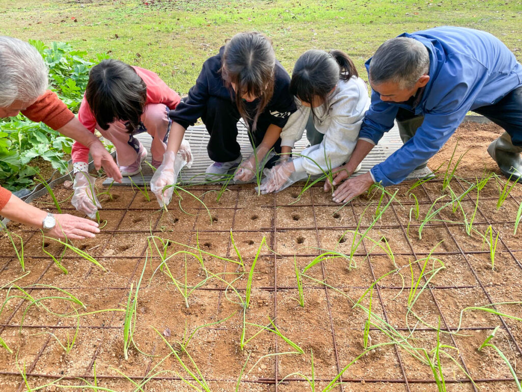 北日野地区自治振興会 玉ねぎの苗植え