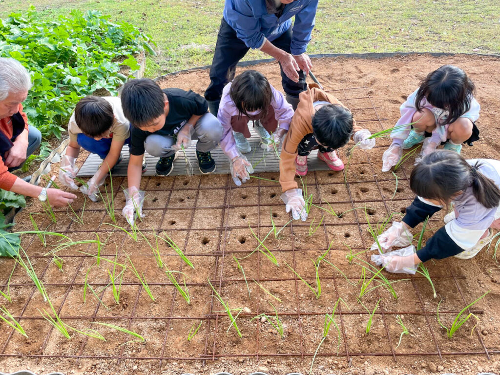 北日野地区自治振興会 玉ねぎの苗植え