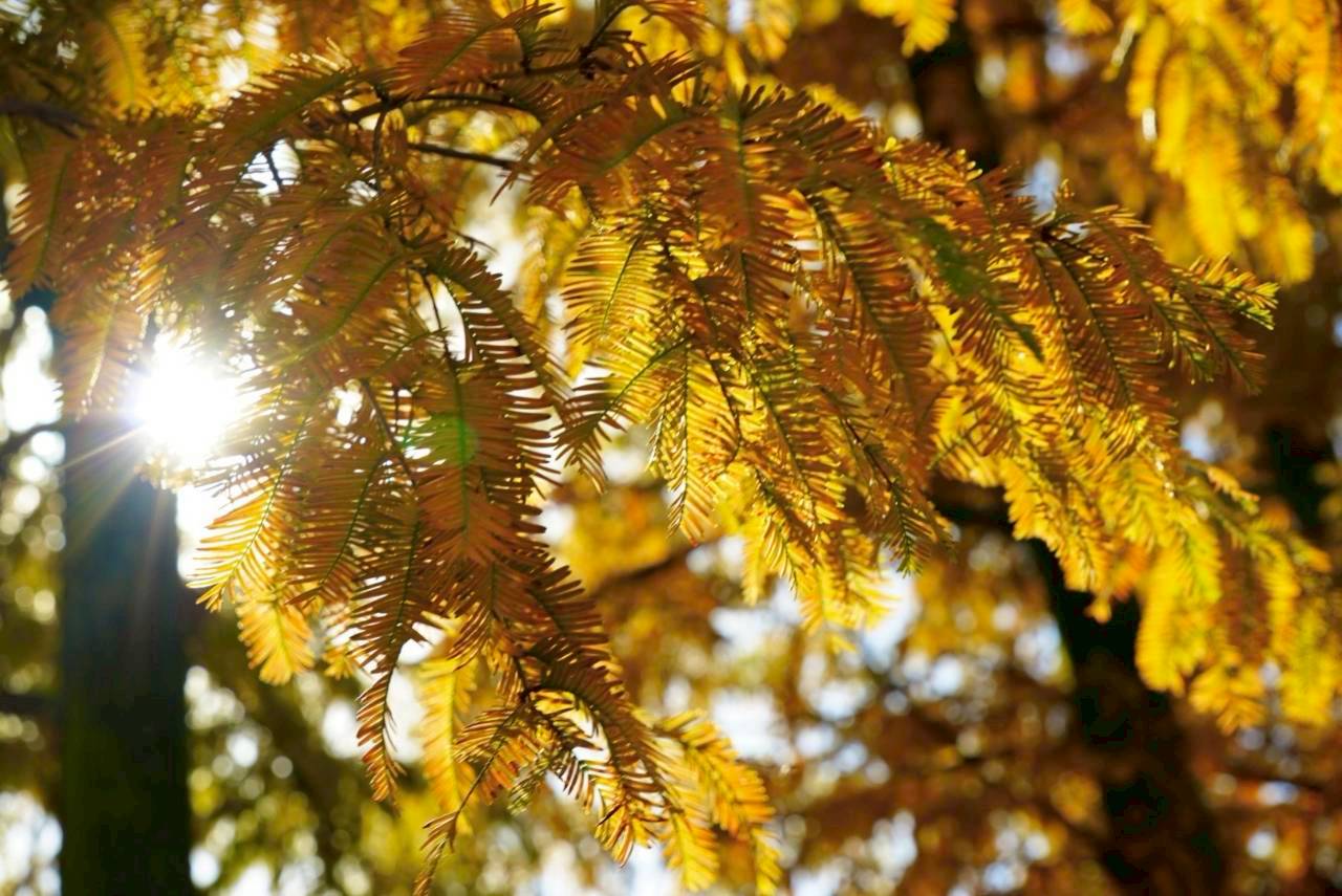 北日野地区自治振興会 きたひのフォト
