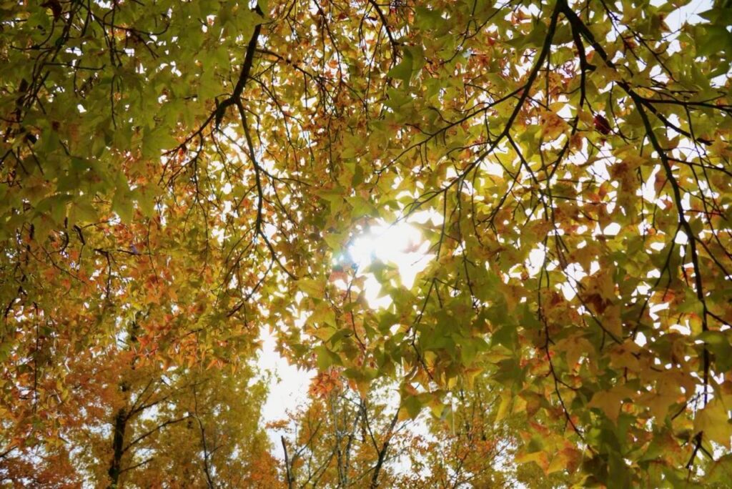 北日野地区自治振興会 きたひのフォト