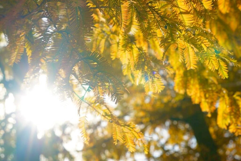 北日野地区自治振興会 きたひのフォト