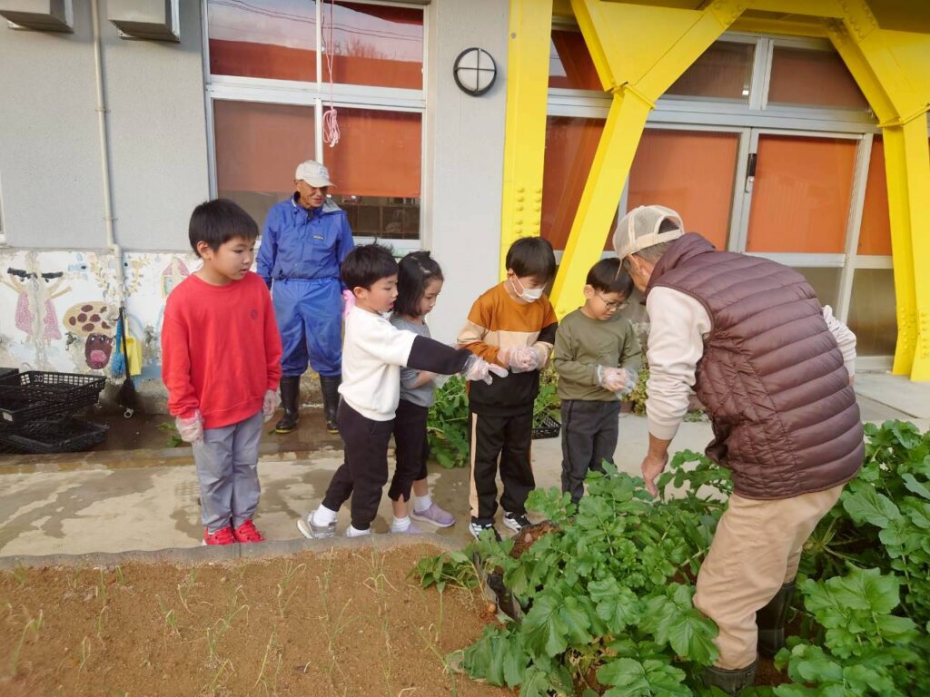 北日野地区自治振興会 大根掘り