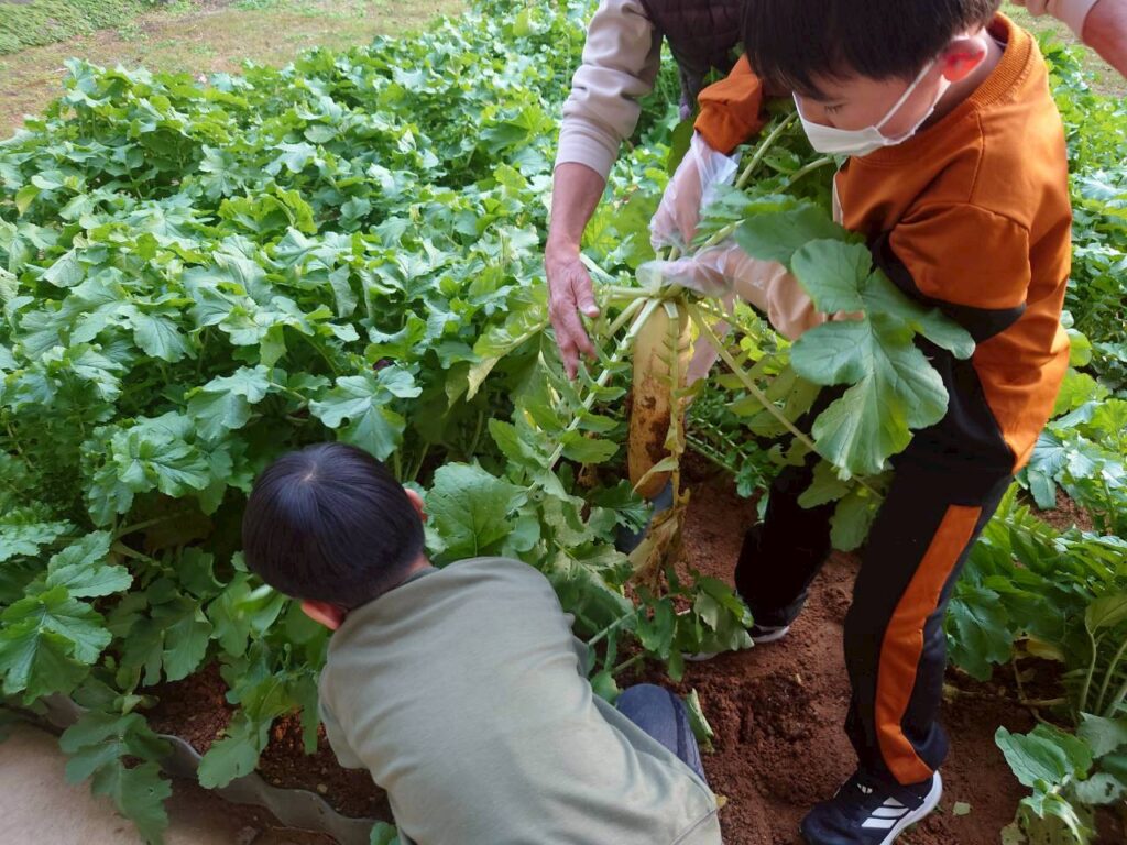 北日野地区自治振興会 大根掘り
