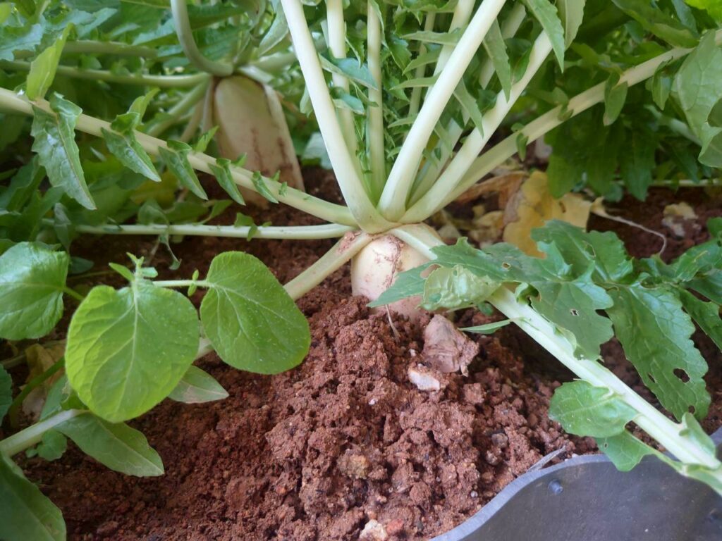 北日野地区自治振興会 大根掘り