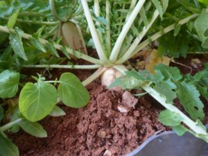 北日野地区自治振興会 大根掘り