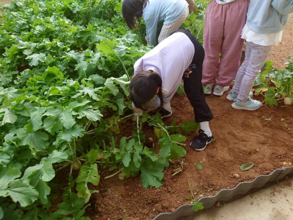 北日野地区自治振興会 大根掘り