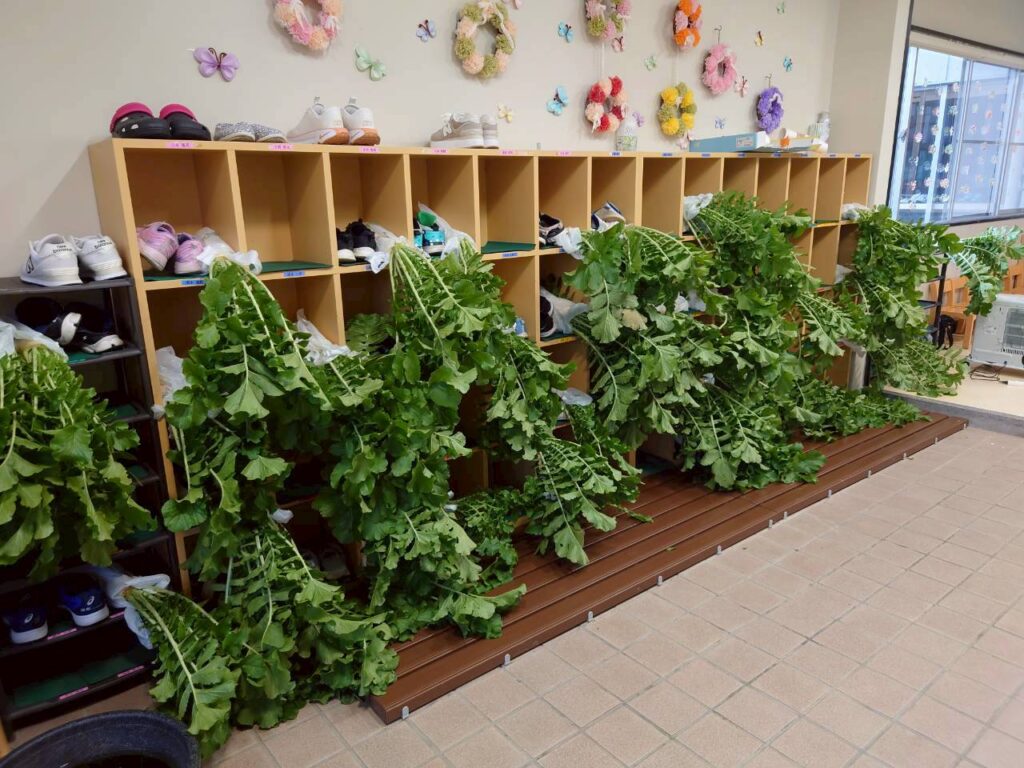 北日野地区自治振興会 大根掘り