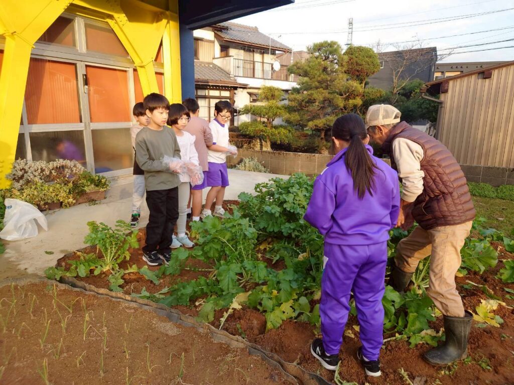 北日野地区自治振興会 大根掘り