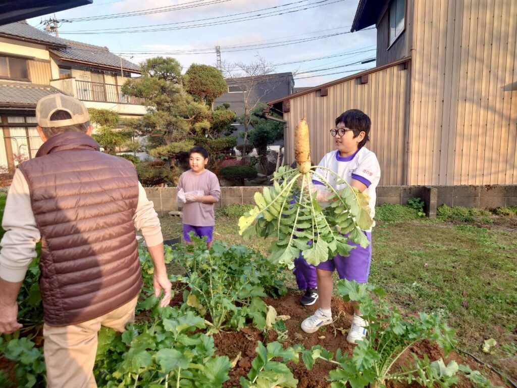 北日野地区自治振興会 大根掘り