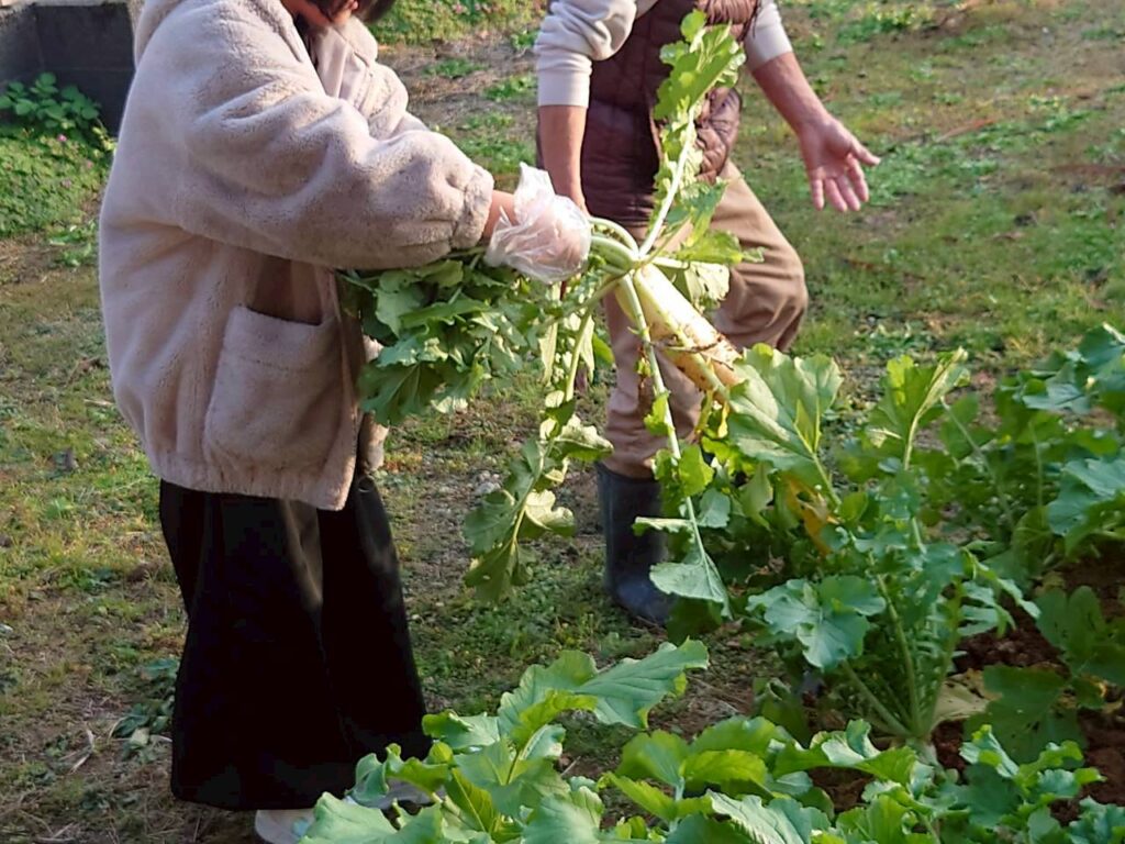 北日野地区自治振興会 大根掘り