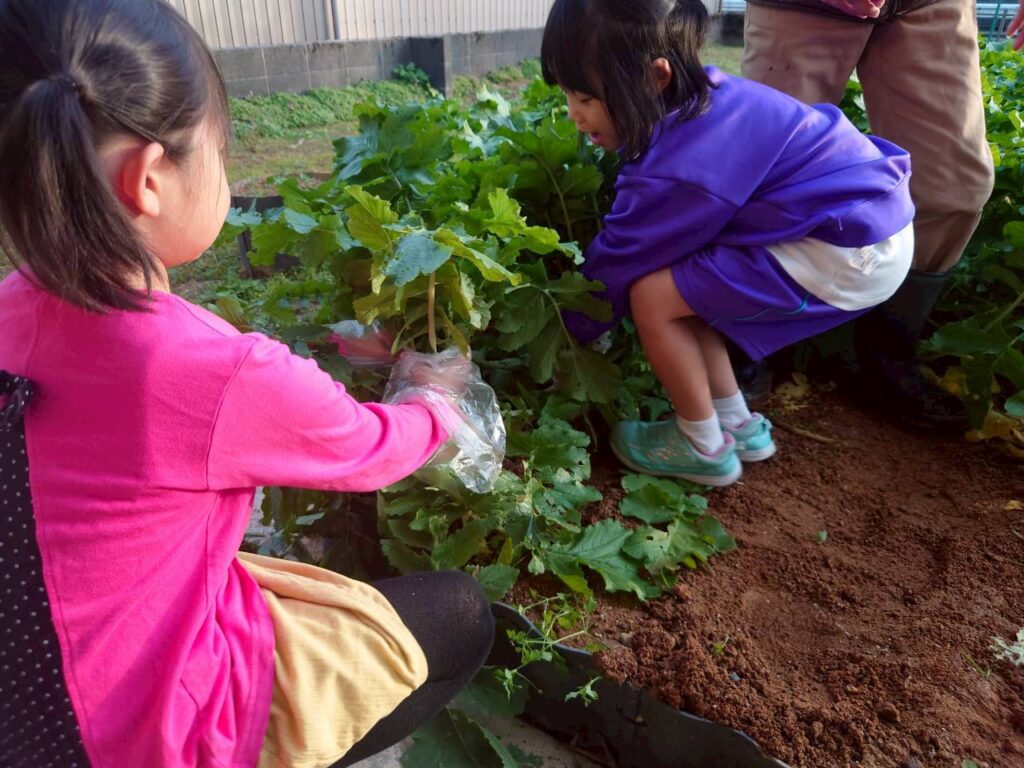 北日野地区自治振興会 大根掘り