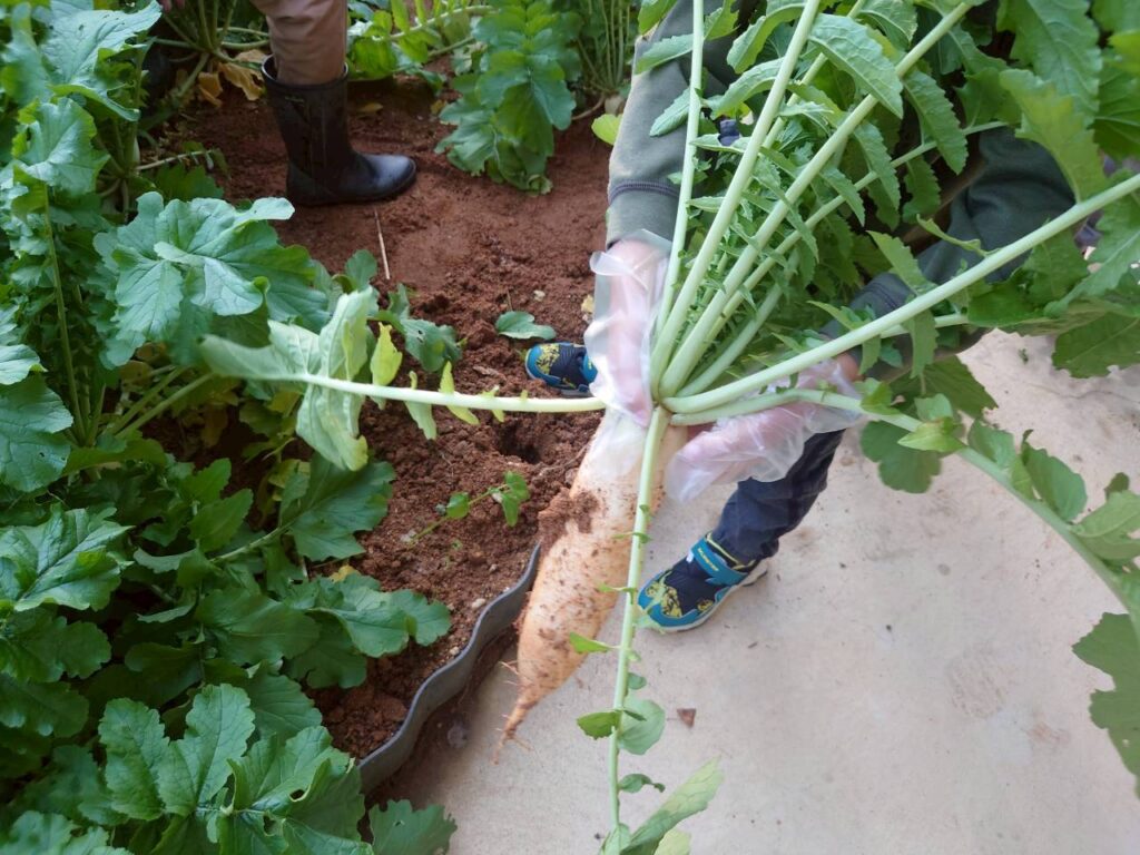 北日野地区自治振興会 大根掘り