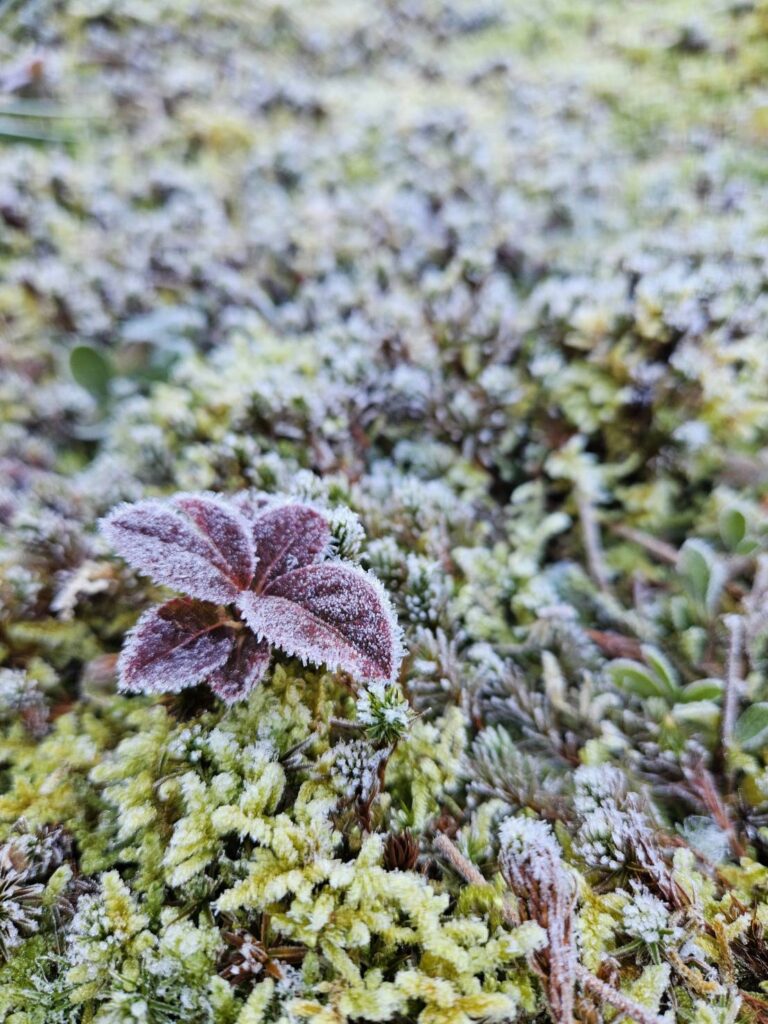 北日野地区自治振興会 きたひのフォト