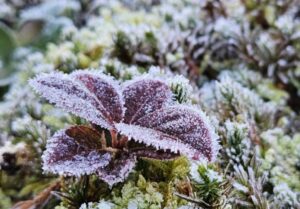 北日野地区自治振興会 きたひのフォト