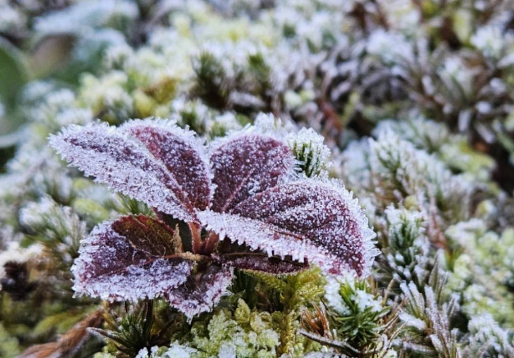 北日野地区自治振興会 きたひのフォト