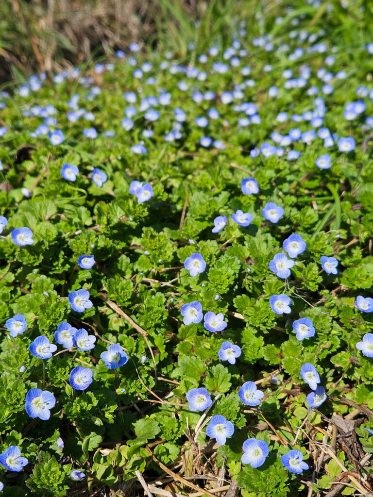 北日野地区自治振興会 雪どけクリーン作戦