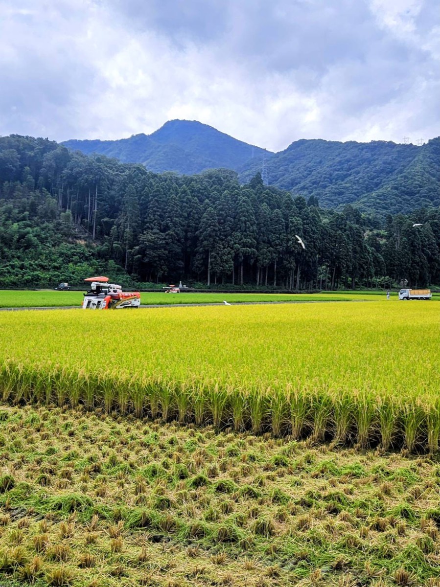 北日野自治振興会 小野谷町の稲穂と稲刈り風景