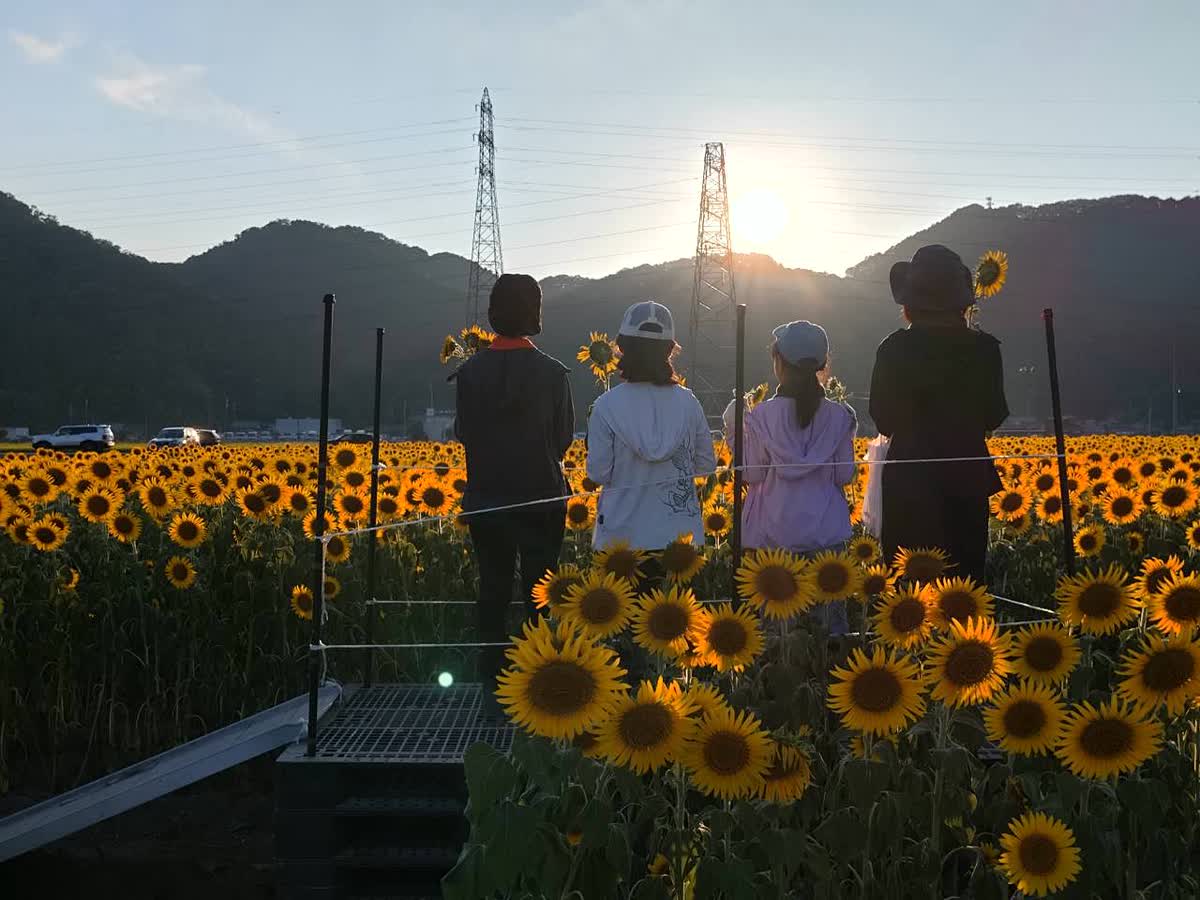 北日野自治振興会 夕日のひまわり畑にあるフォトスポット