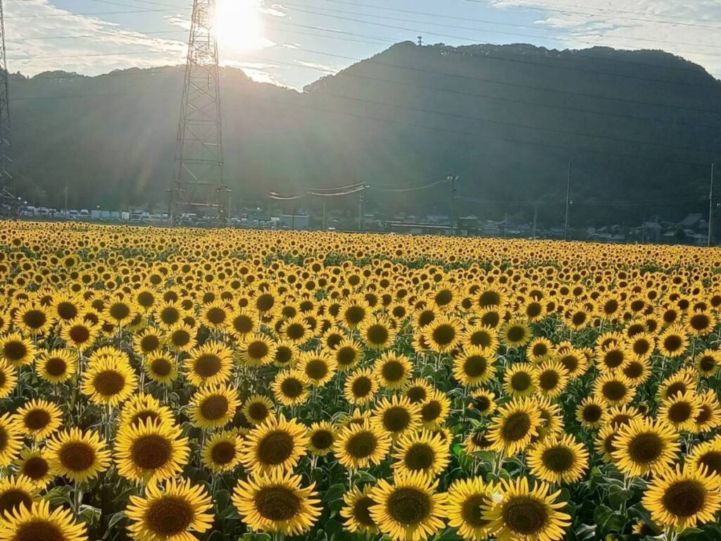 北日野自治振興会 夕日に照らされた満開のひまわり畑