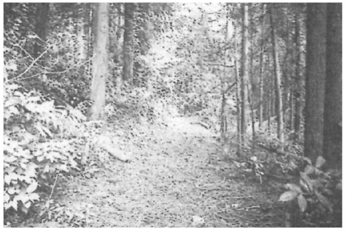 北日野地区自治振興会 葛岡町 押坂峠の地蔵尊